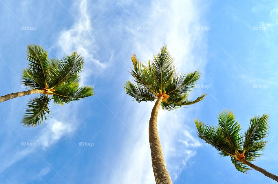 Tree, Nature, No Person, Sky, Summer