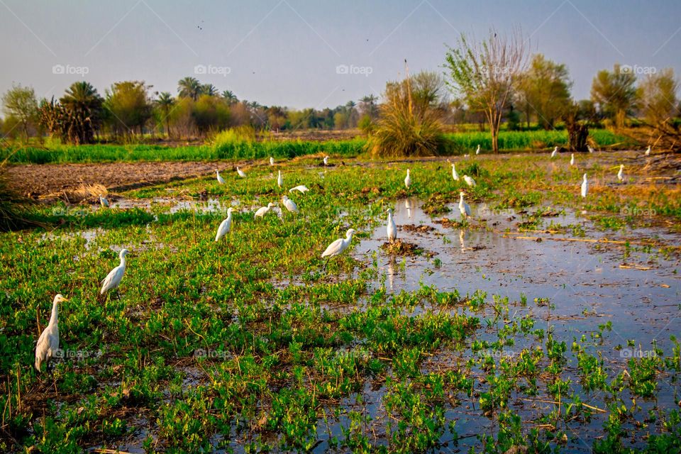 white Birds