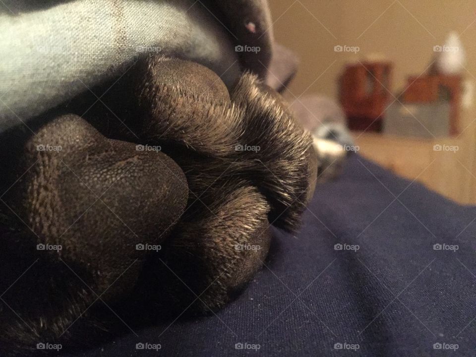 Puppy foot close up
