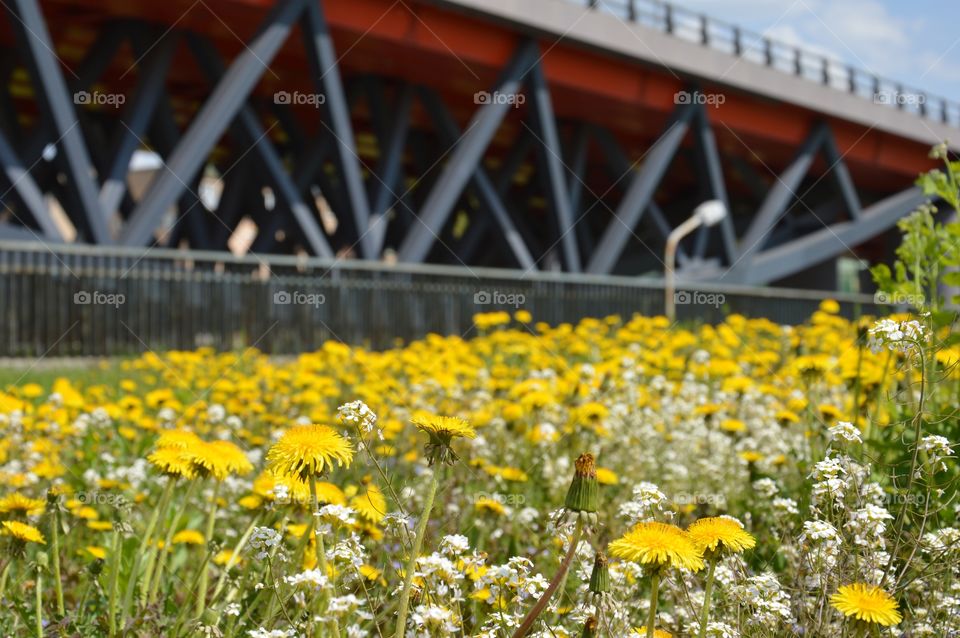 viaduct and flowers