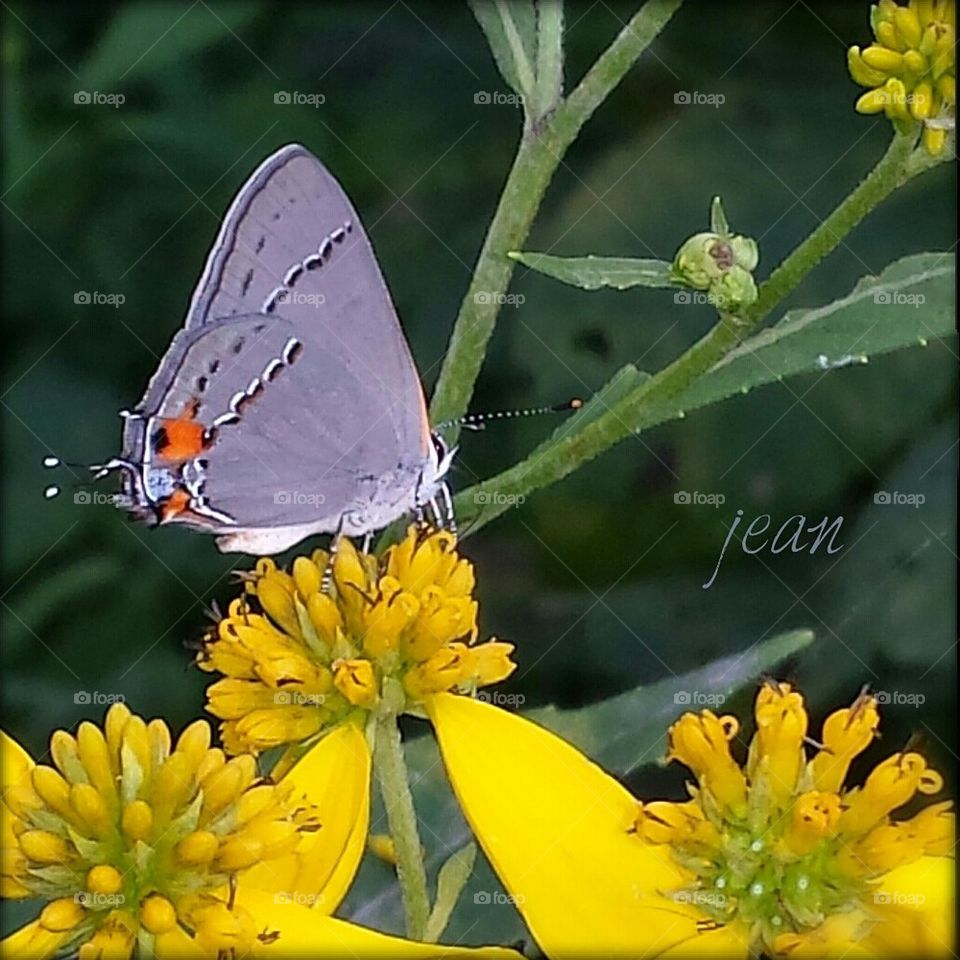 blue moth on yellow flower