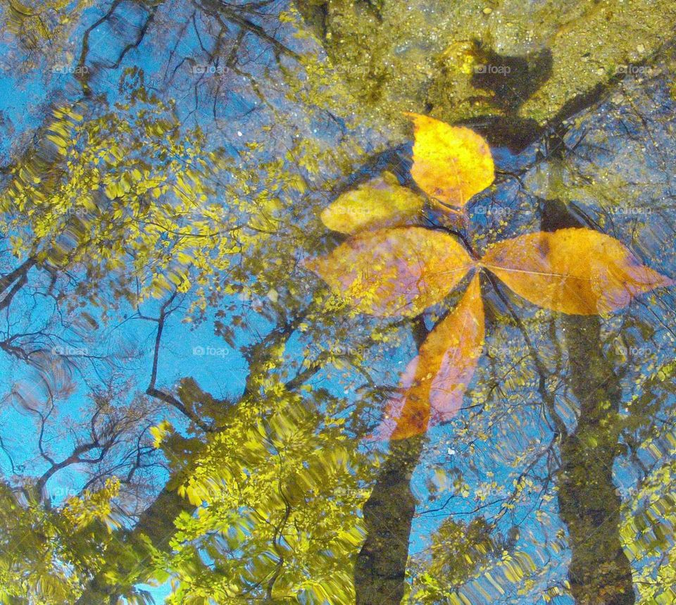 Fall sky in puddle