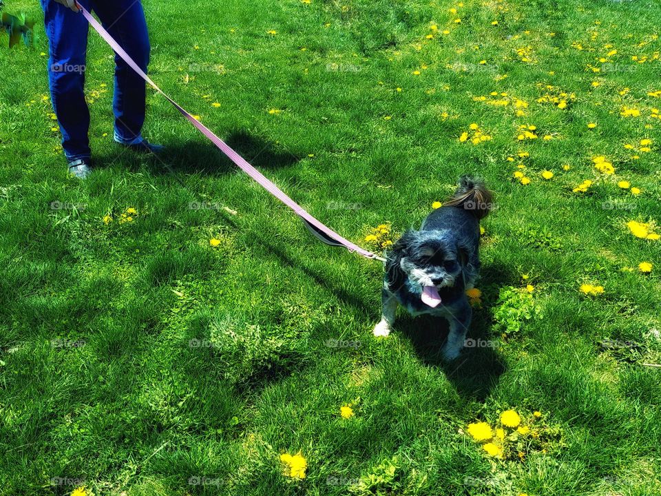 Walking Amongst Dandelions 