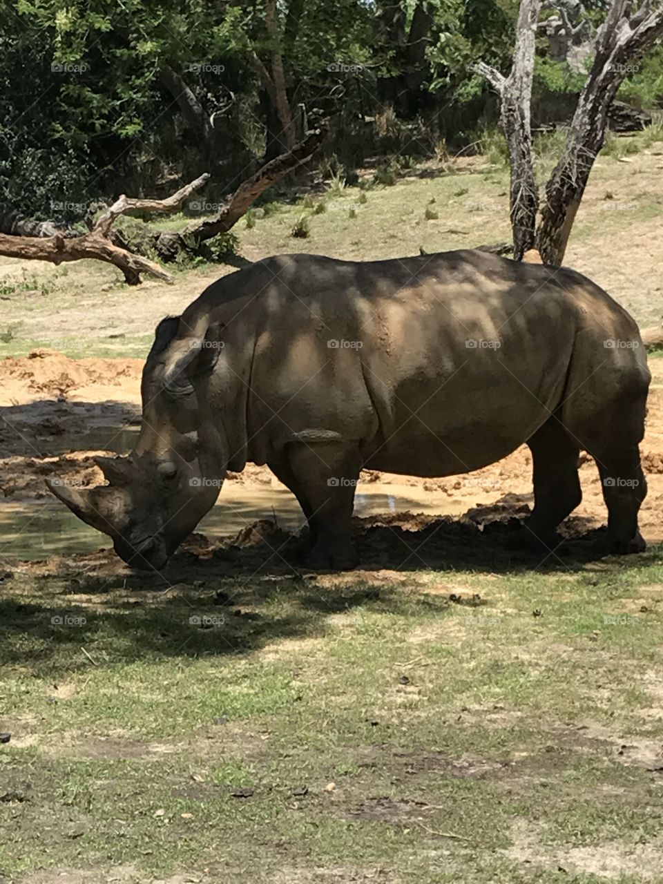 Disney Animal Kingdom - Orlando, Florida 
Safari - Rhinoceros 