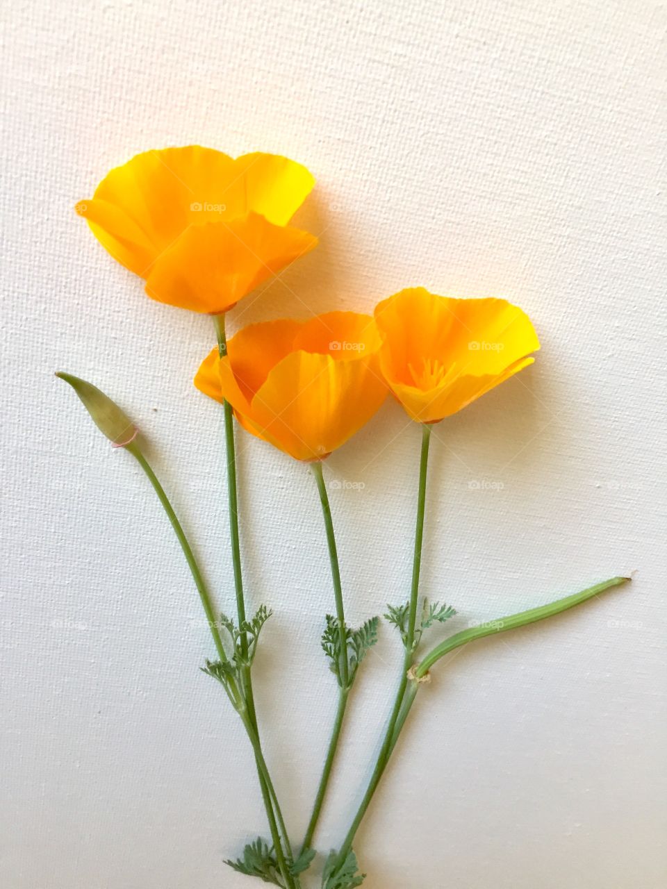 California poppies 