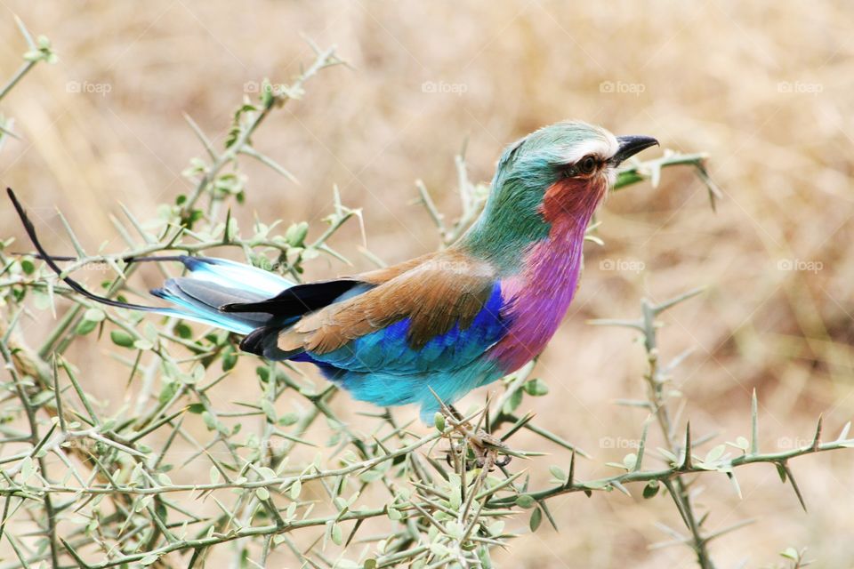 Colorful lilac crested roller bird in Botswana 