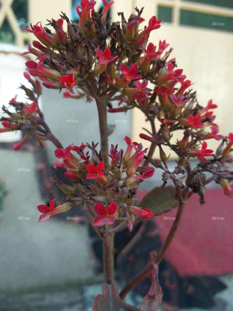 plant potraits flower lover blossoming trees amazing atmosphere environment clean and fresh Air cool view 
📸 Muneeb bhat