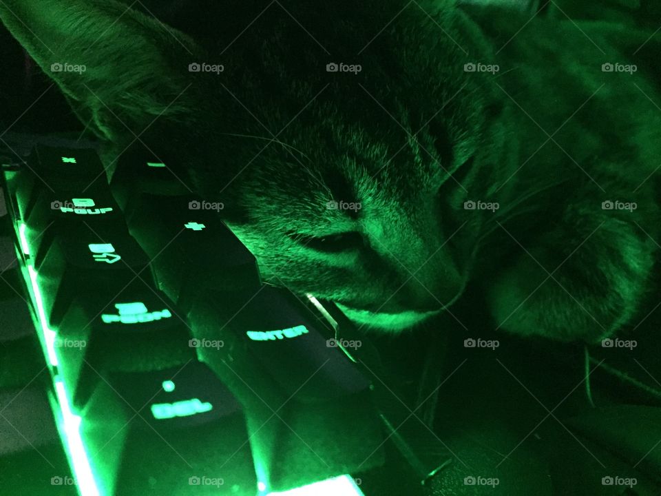 Cat and keyboard green