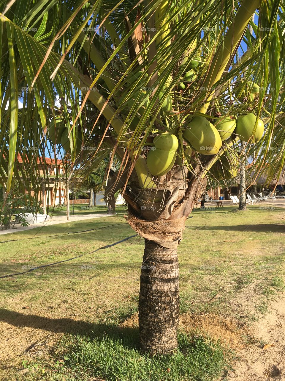 Um coqueiro bem carregado para animar. Quem não gosta de uma água-de-côco bem gelada?