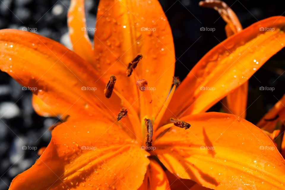 Orange flower