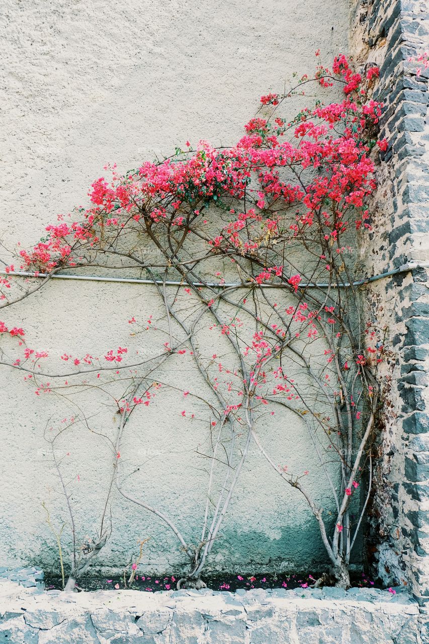 Violet creepers in bloom