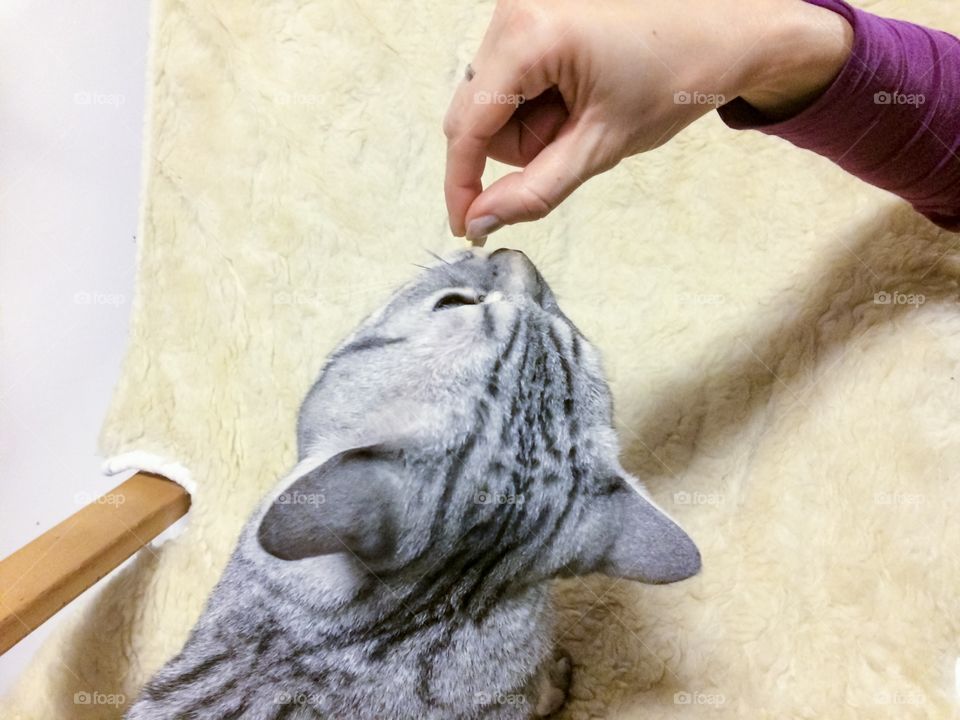 Giving vitamin to a cat