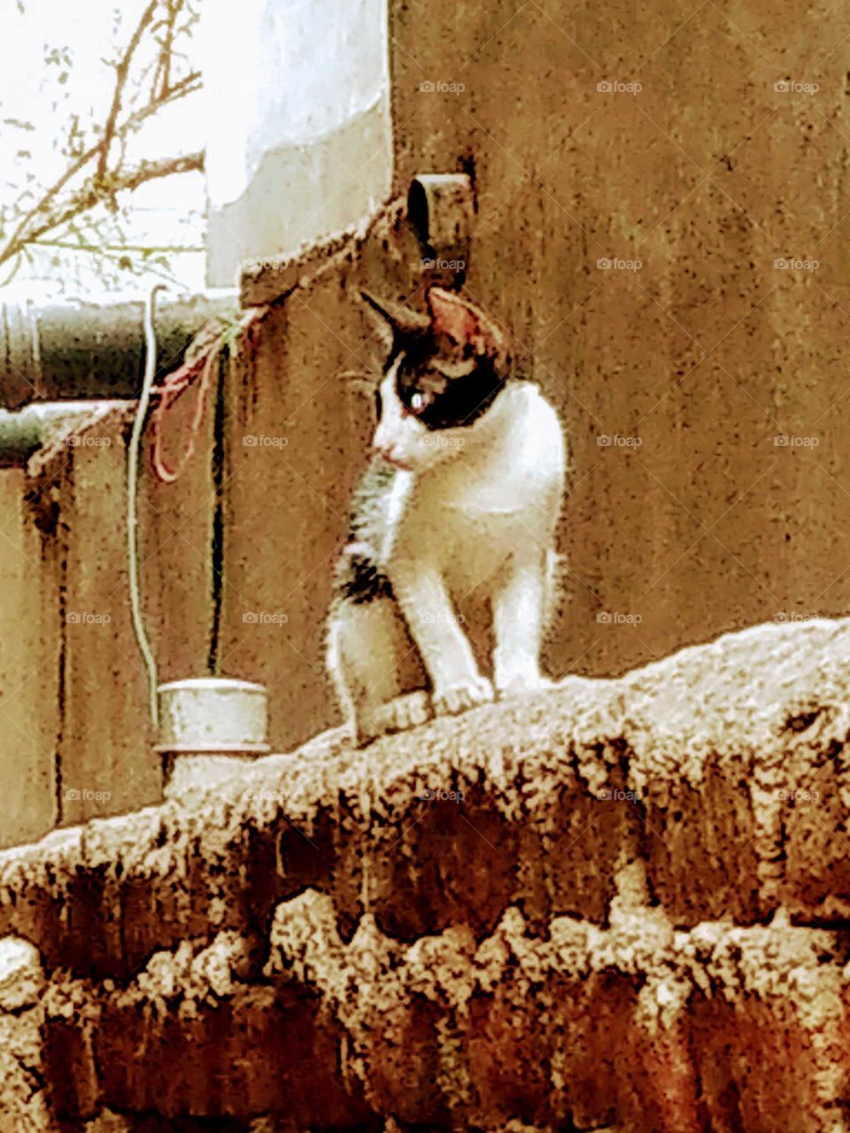 a lovely cat on the wall