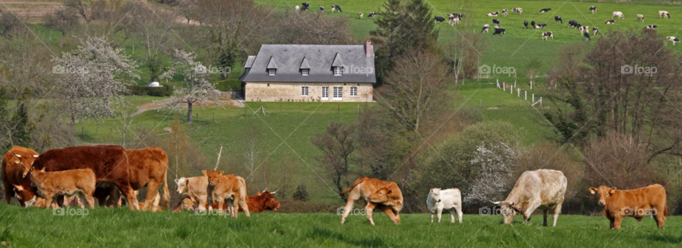 farmland france normandie cows by gbp