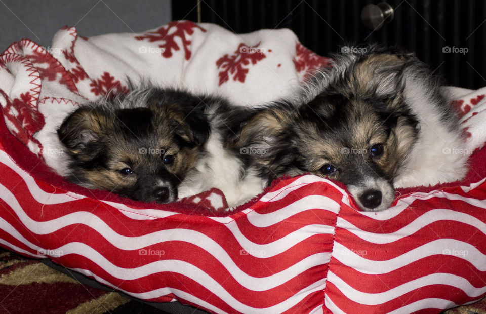 papillion puppies. papillion puppies, lille and Calais relax in their bed