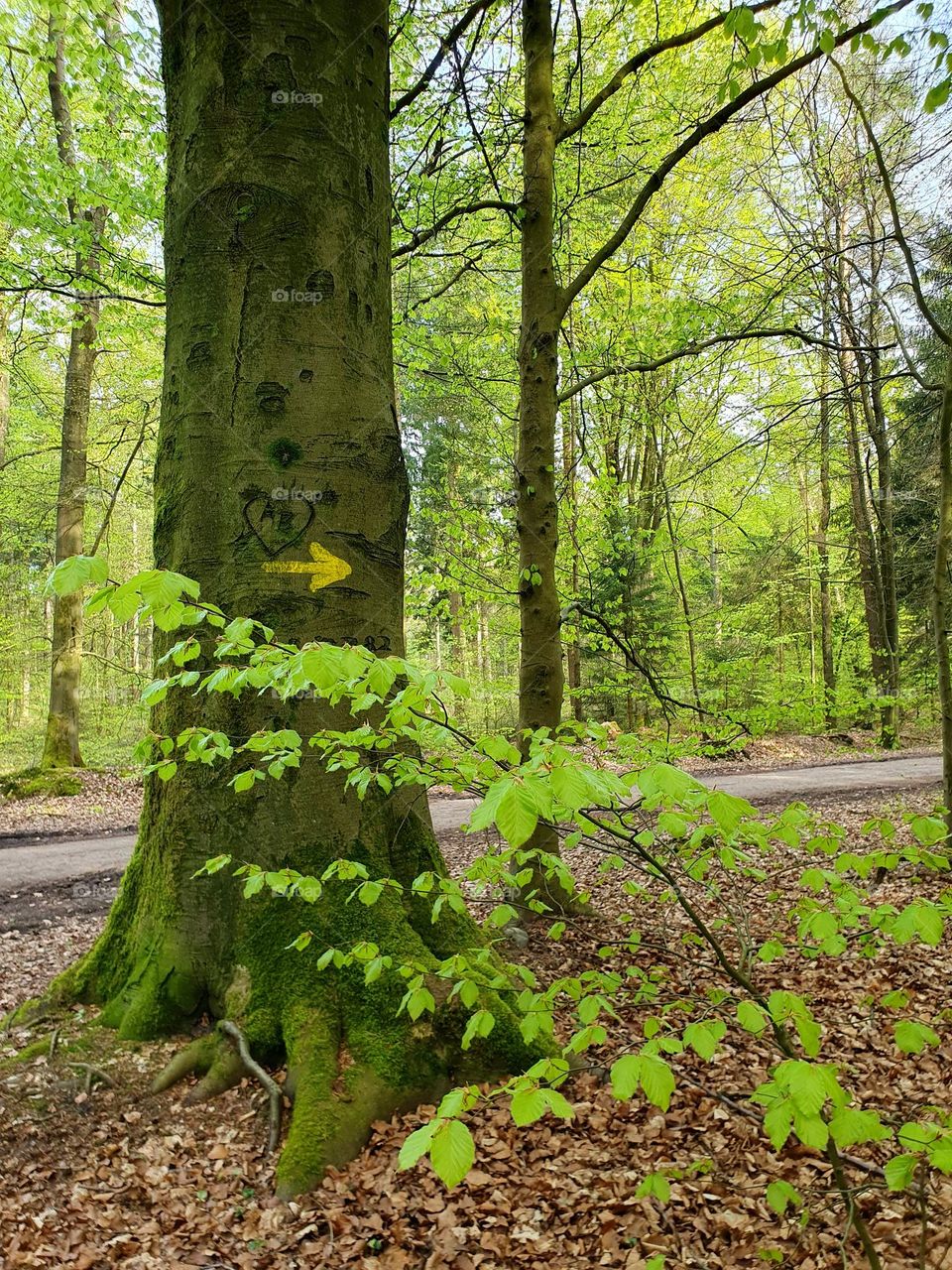 tree on the forest with a carved heart and yellow arrow for directions