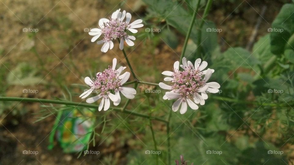 The flowers of Coriander grown in the Garden Coriander is often used as a spice.