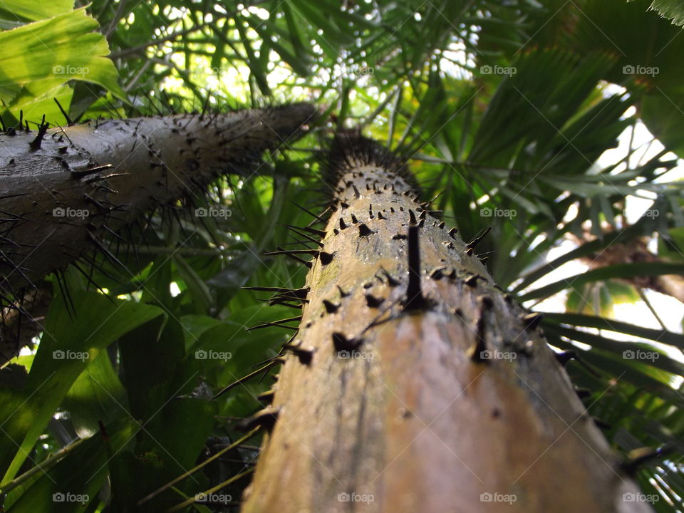 Spikey Tree Trunks