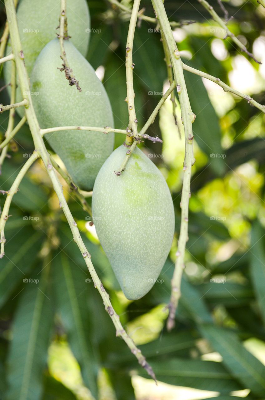 mango. mango tree in garden