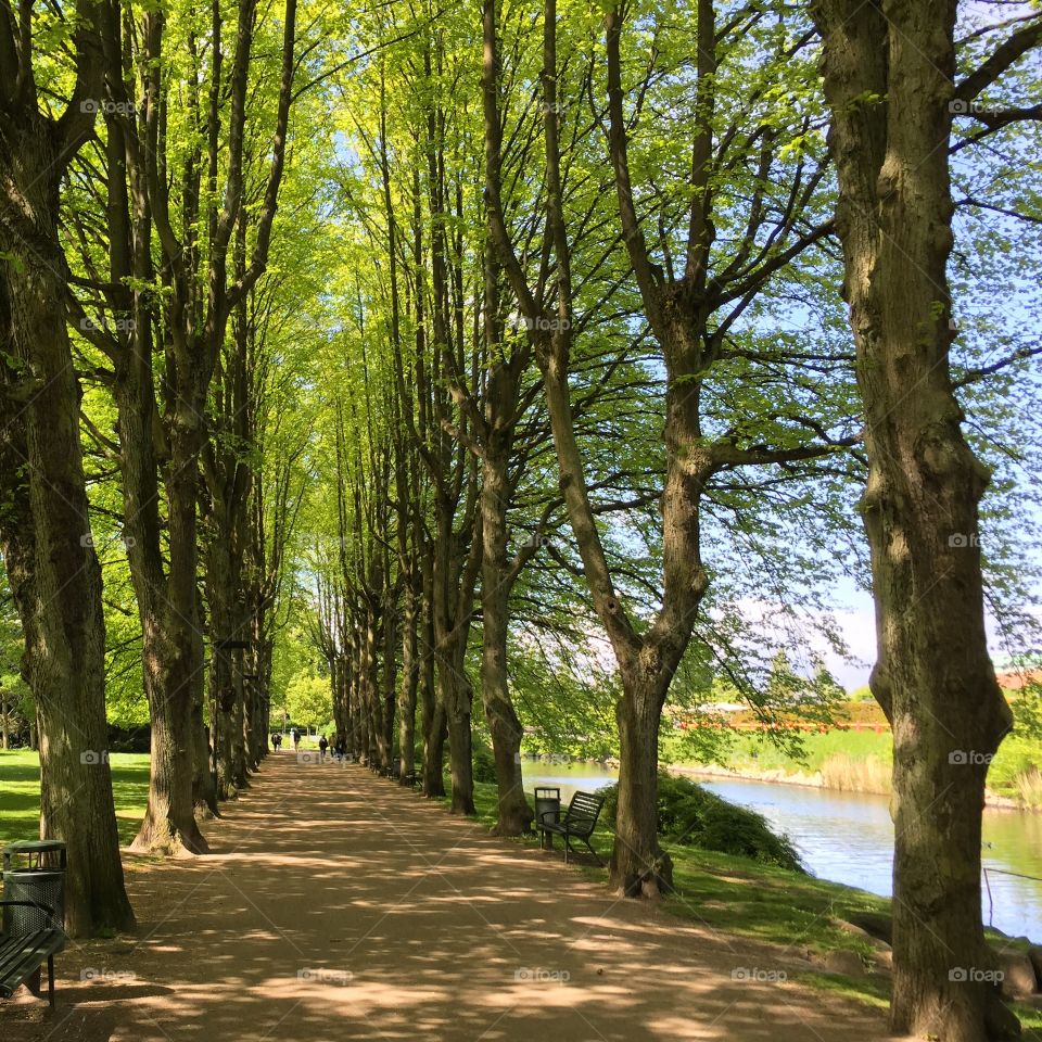 Path way in park through trees