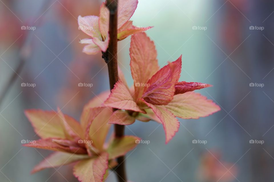 blooming spirea leaves