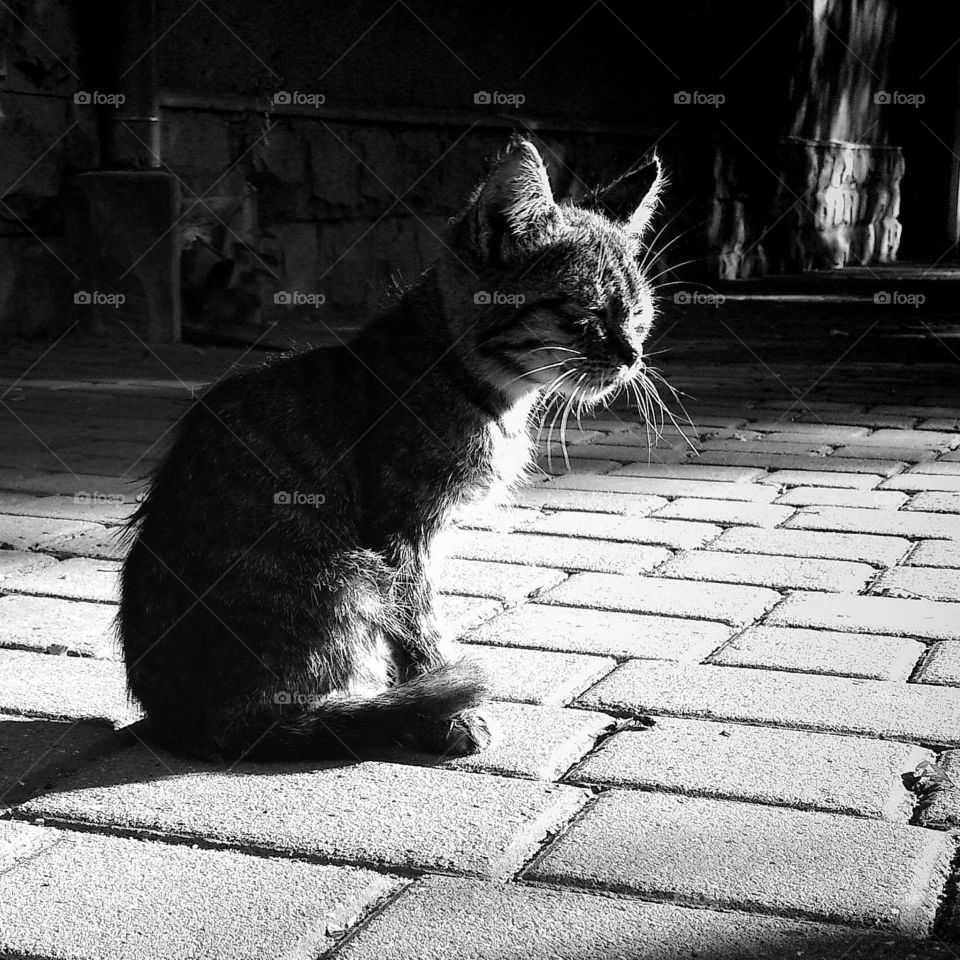 cat in the morning light