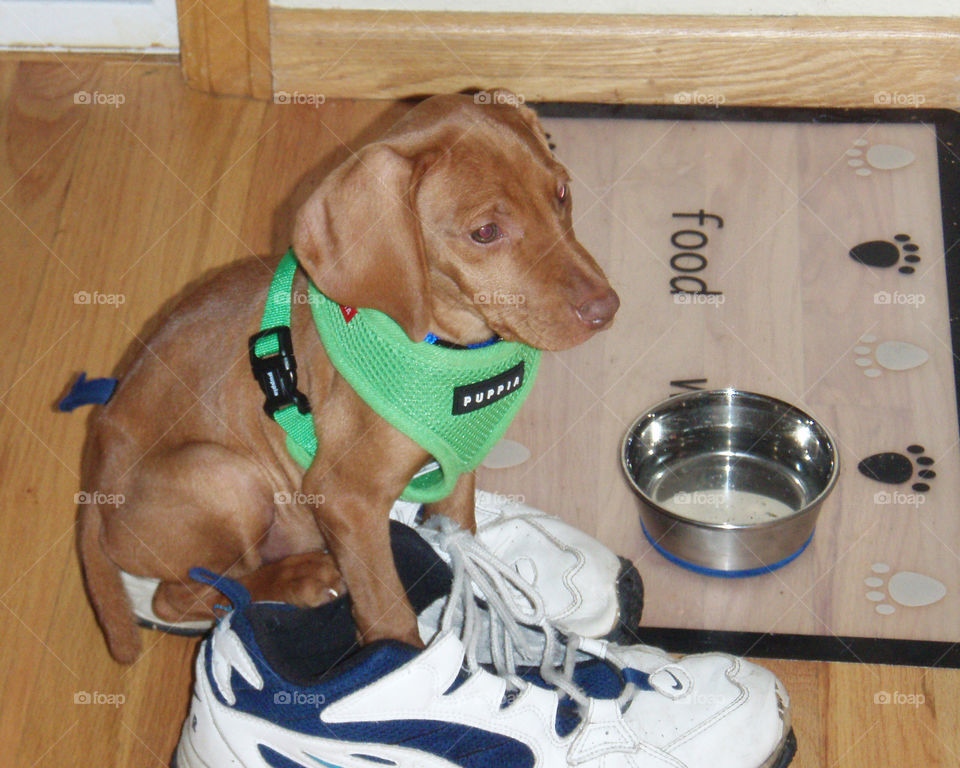 Eight week old Viszla puppy sits in shoe