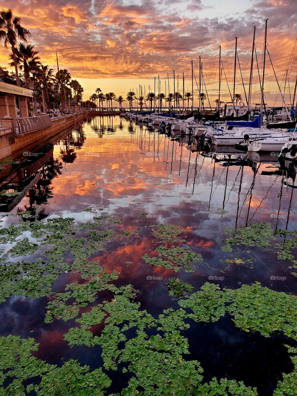 Water is key to life and adventure in Florida, as proven by the number of boats for recreation and lily pads which provide shelter for aquatic life