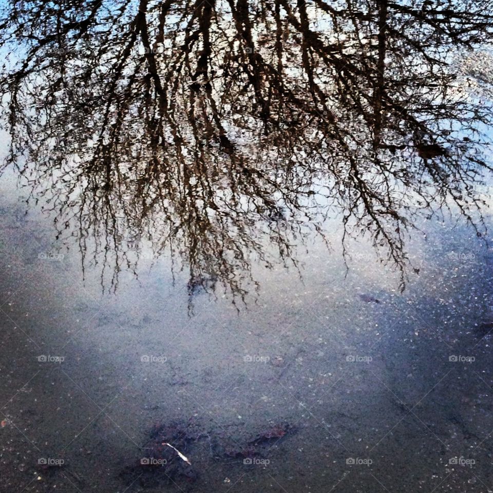Reflection of tree in puddle 