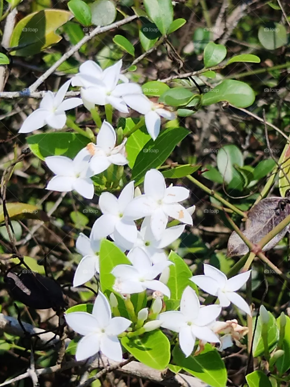 flowers