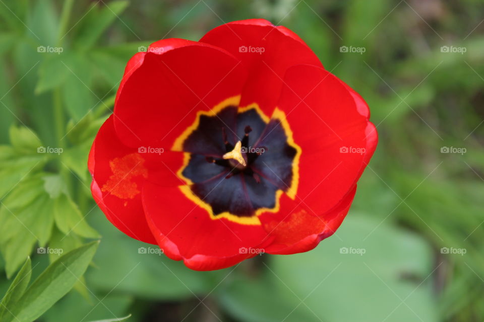 Red tulip