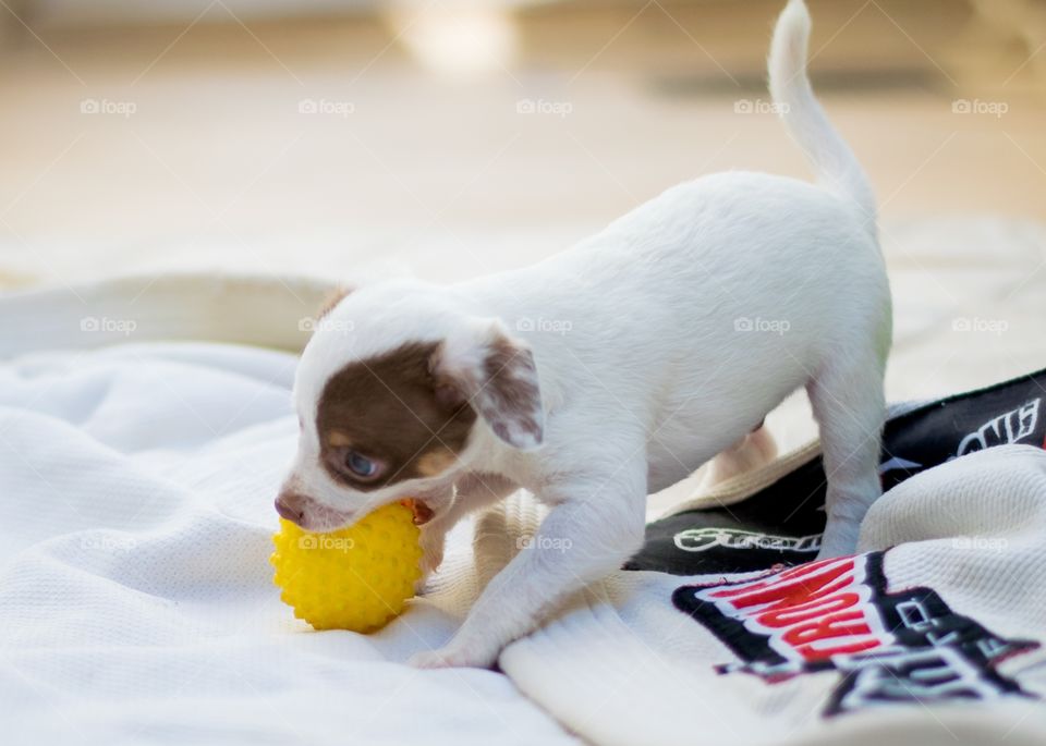 brincando com a bola