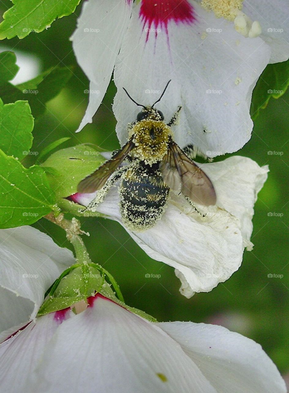 Bee on milkweed