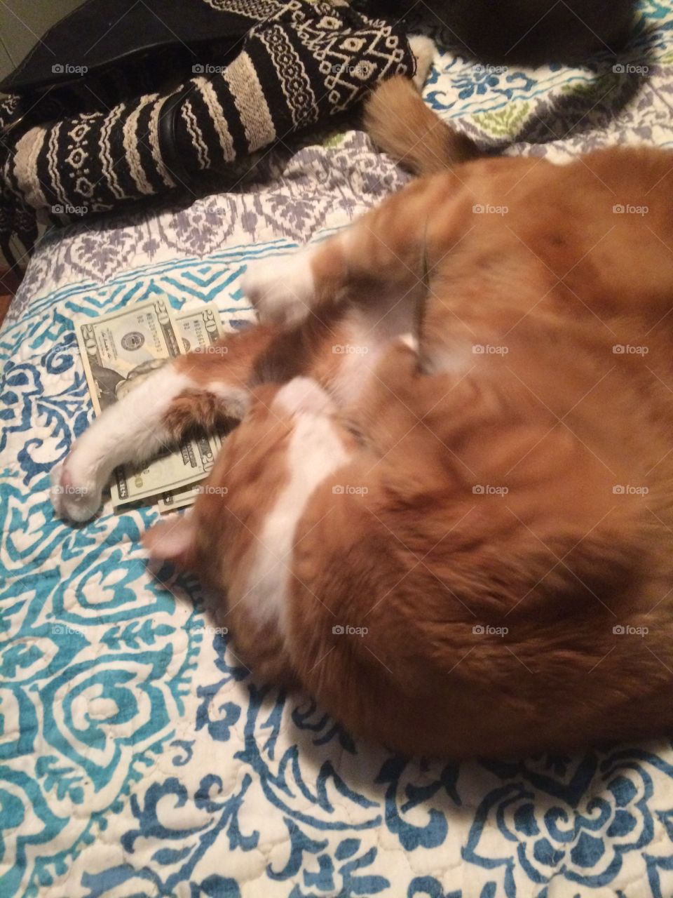 Morris stole the money 