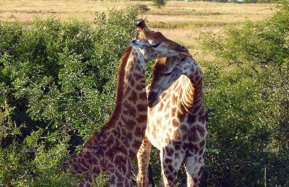 south Africa kruger park
