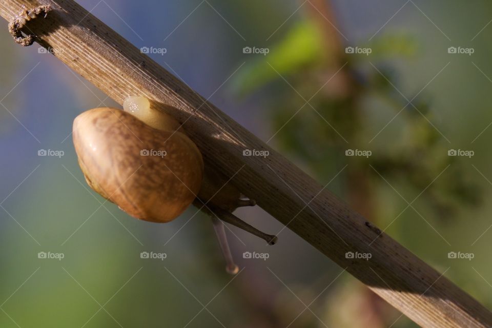 Close-up of a snail on tree branch