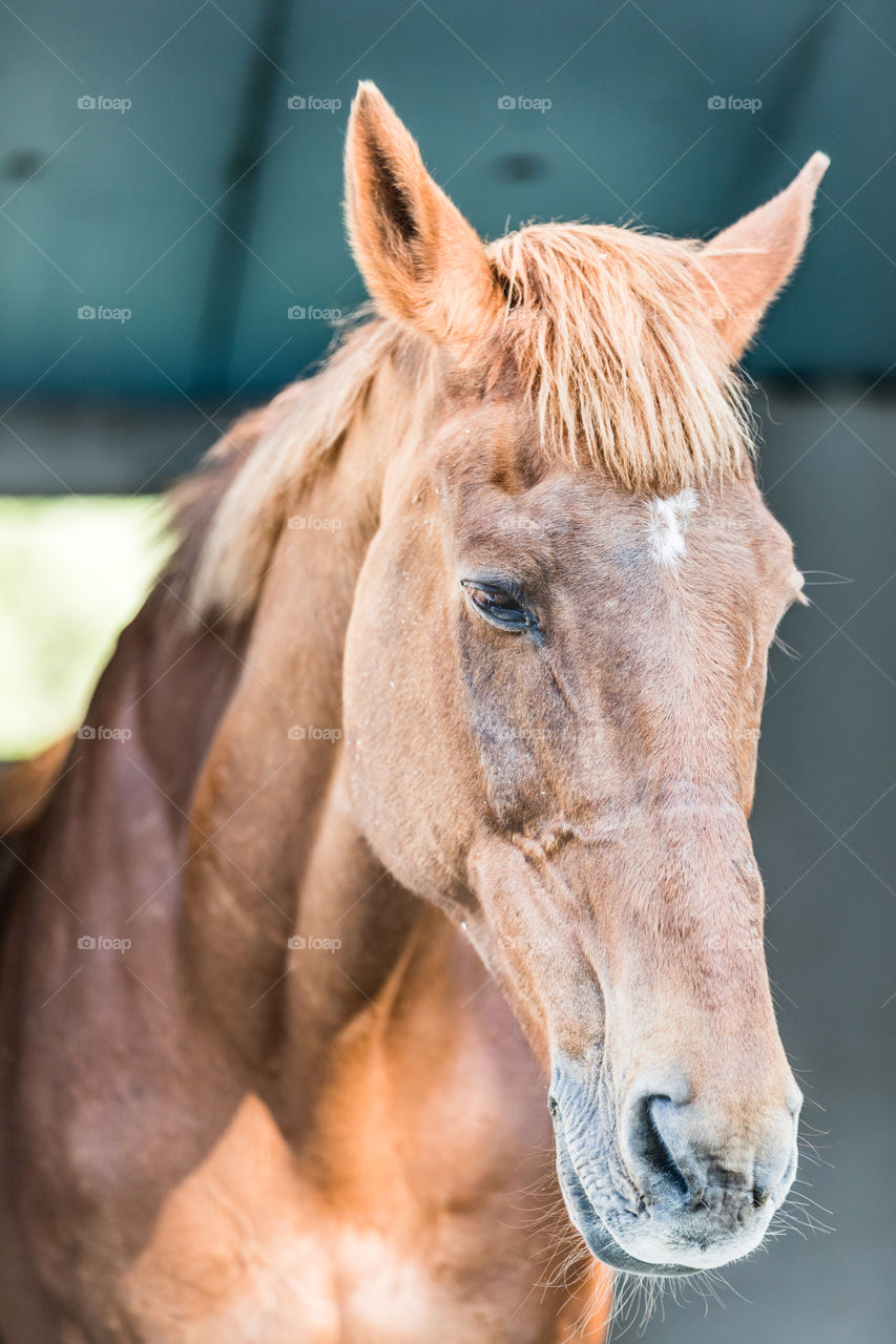 Nature, Animal, Head, Mammal, Portrait