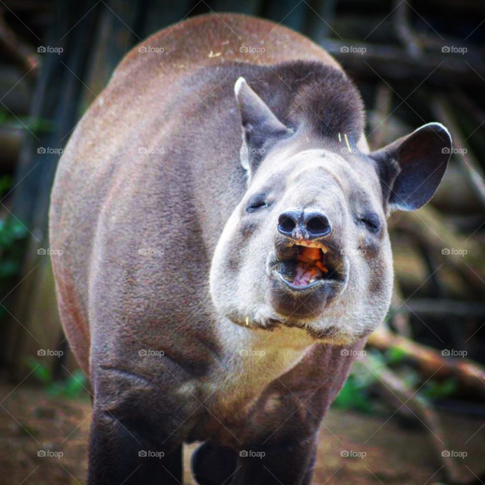 Smiling Tapir 