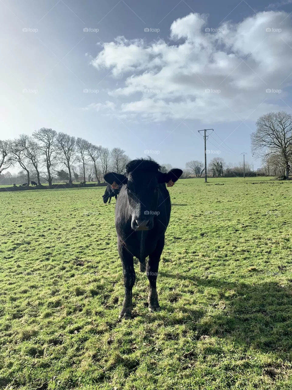 A black calf