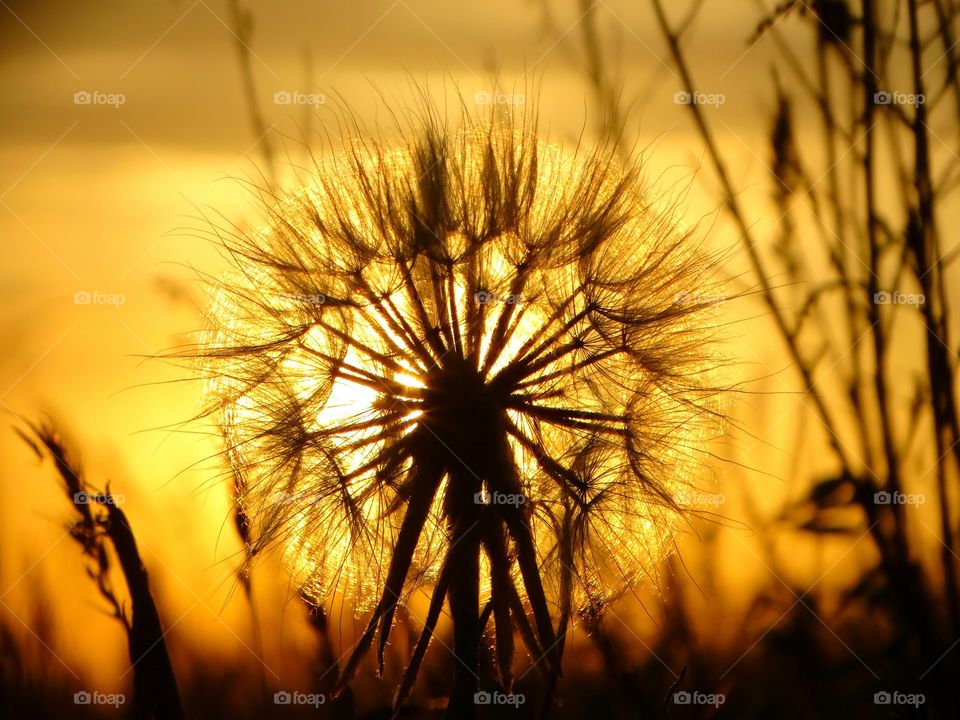 Beautiful dandelion sunset