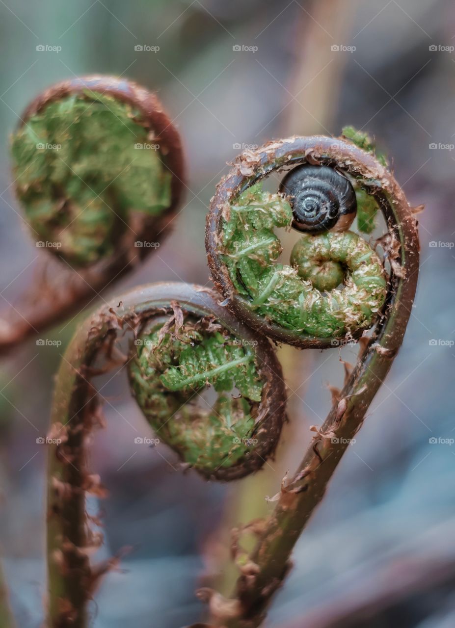 A nesting fern snail