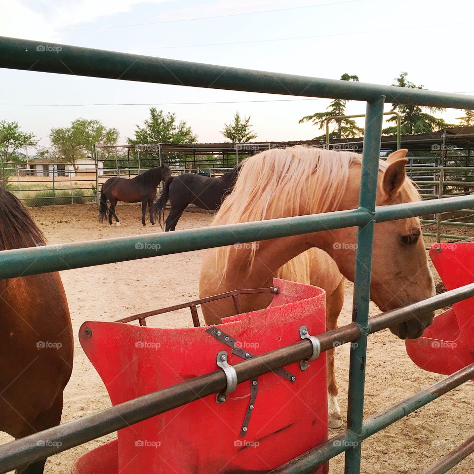 Horses in the corral 