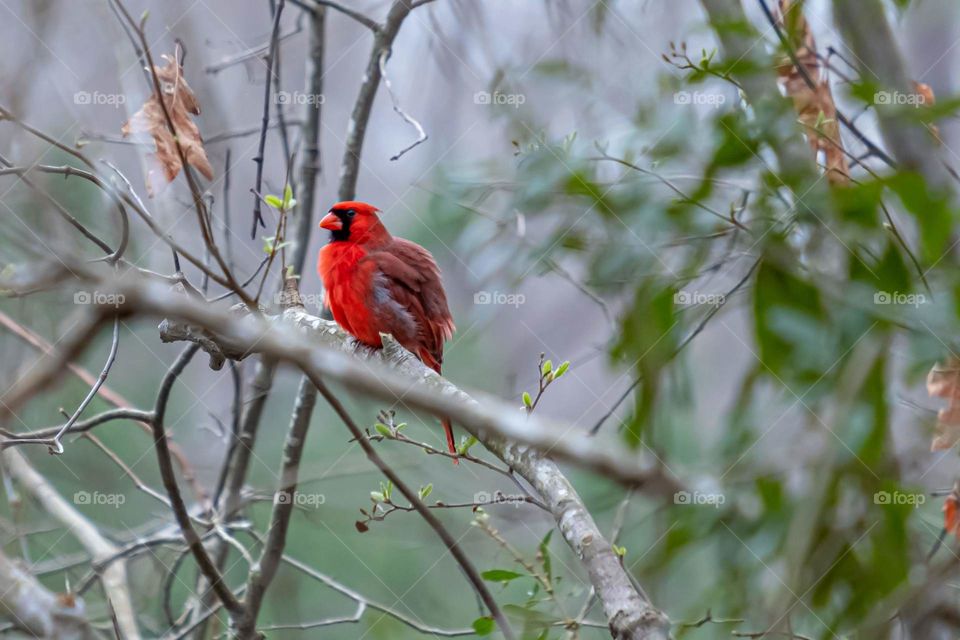 I nice puffed up Northern Cardinal provides a nice bold pop of red on mute wooded background. 