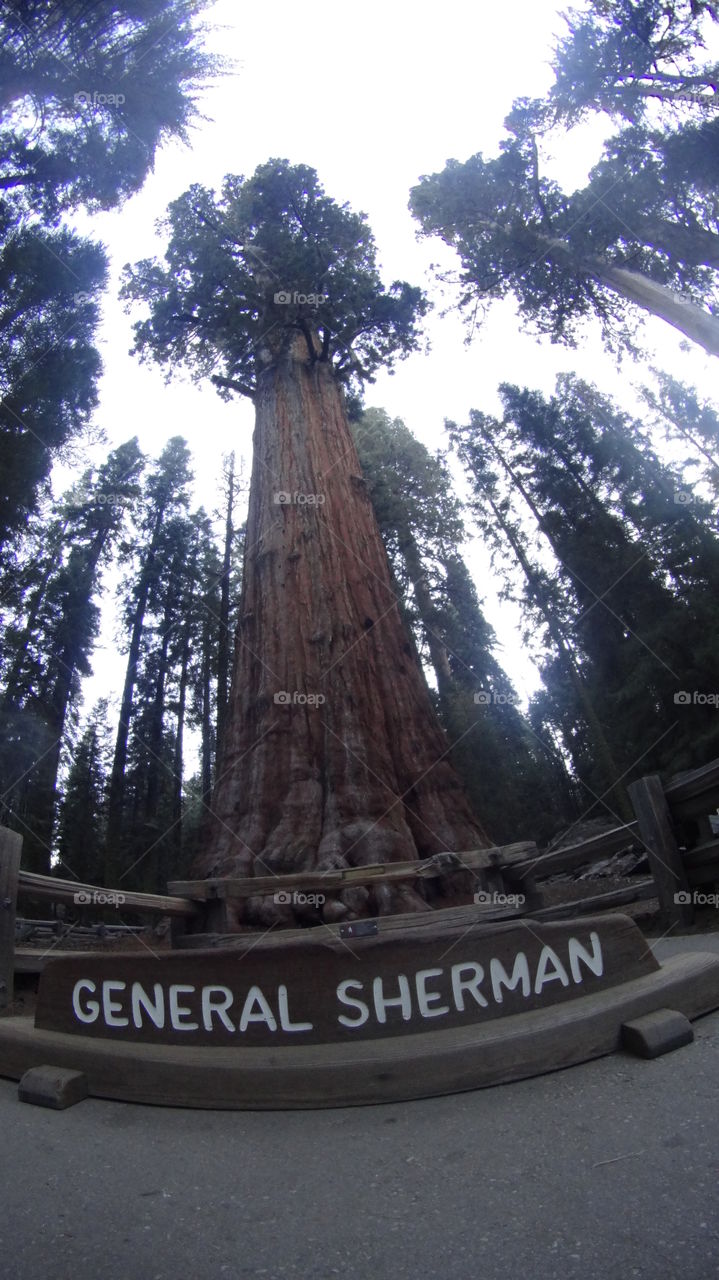 General Sherman Tree