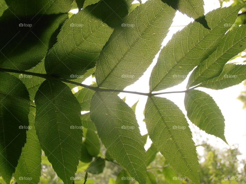 Leaves And Sky