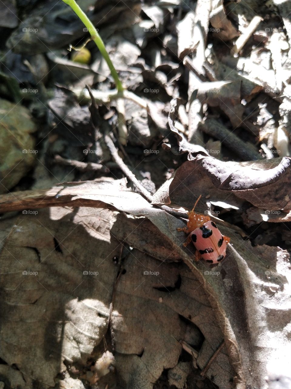 ladybug 🐞