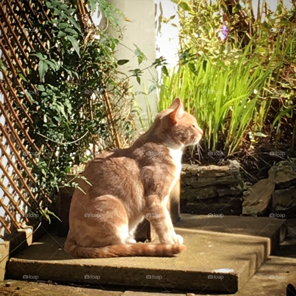 Ginger cat basking in sun