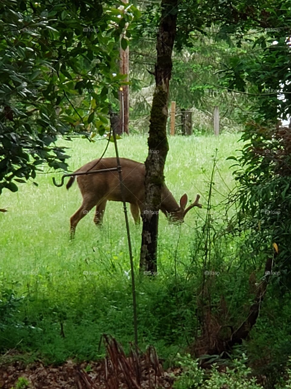 deer eating in field by tree