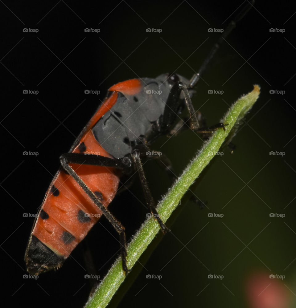 Lygaeus equestris , commonly known as the field bug
