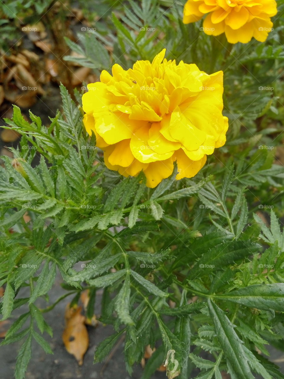 close up to yellow flower.